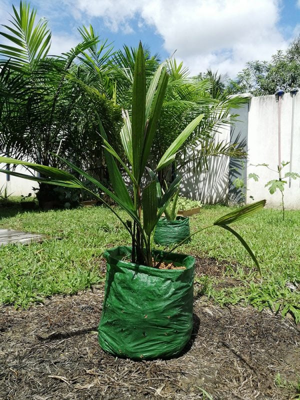 Compostable Planter Bag