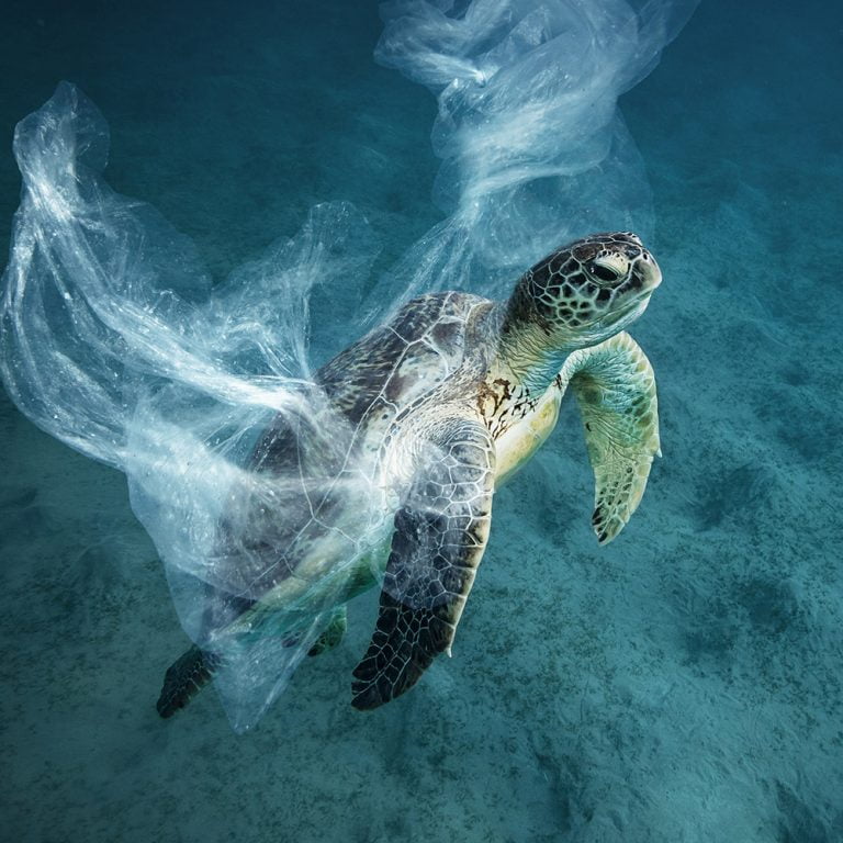 Plastic Bag Pollutions